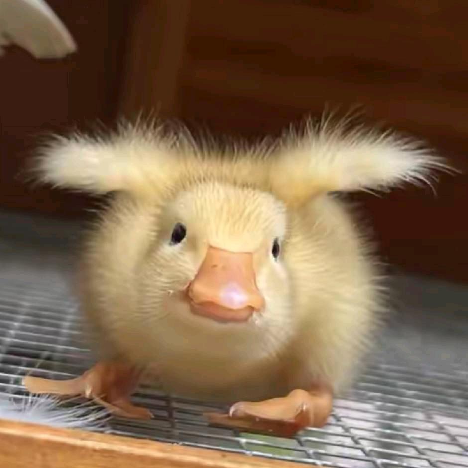 🐥