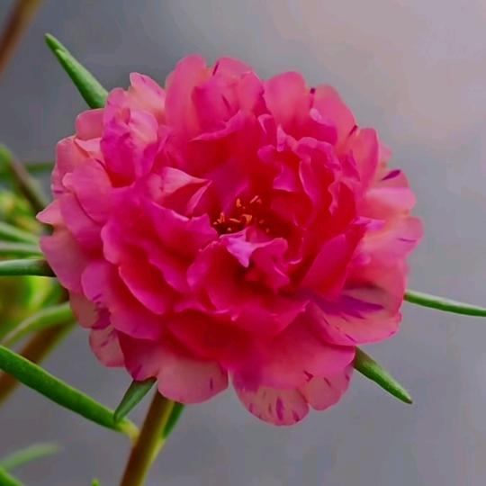 简安