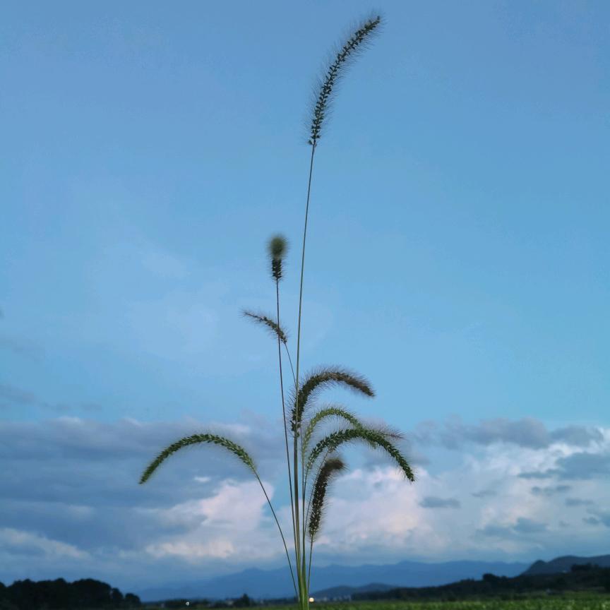 画大饼