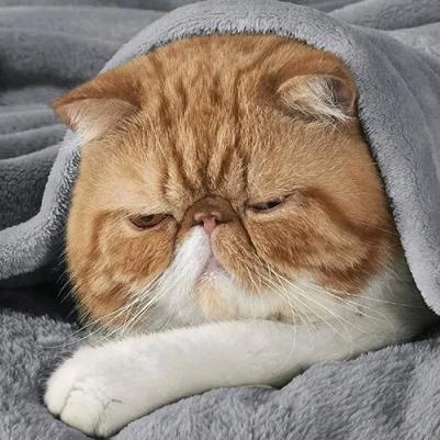 洋葱