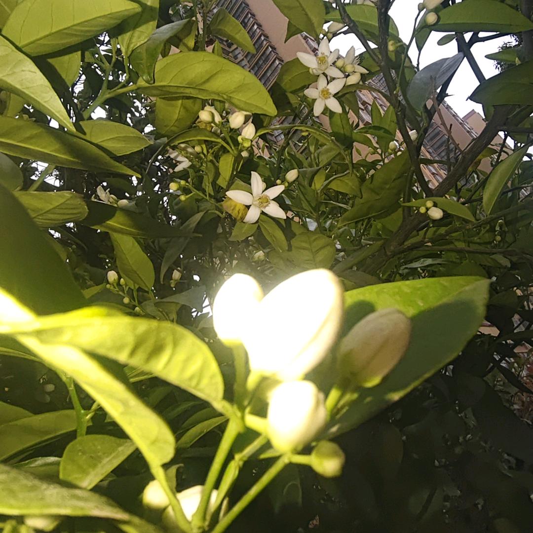 粉红拖孩🍟(莎头版)