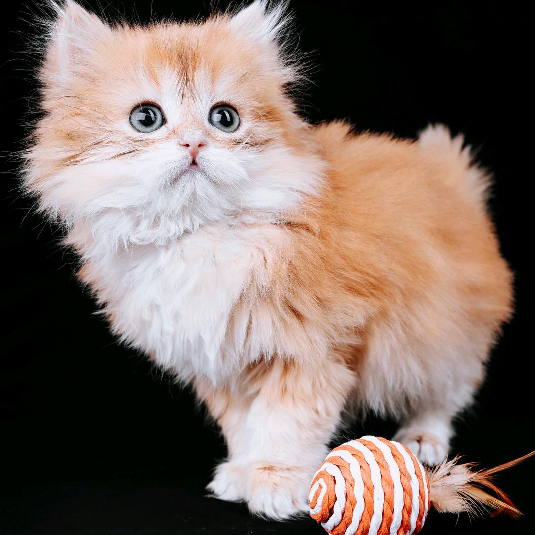 专业收猫，全国收猫