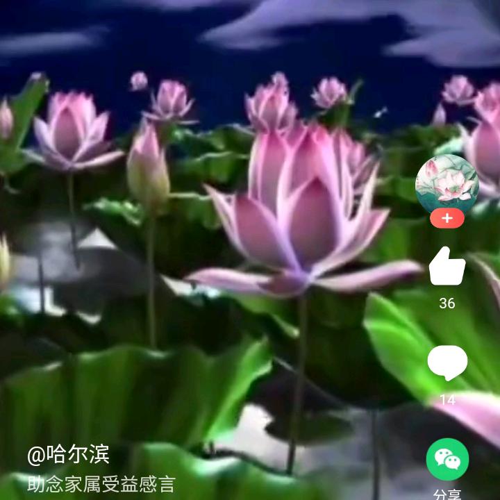 精灵小剧场