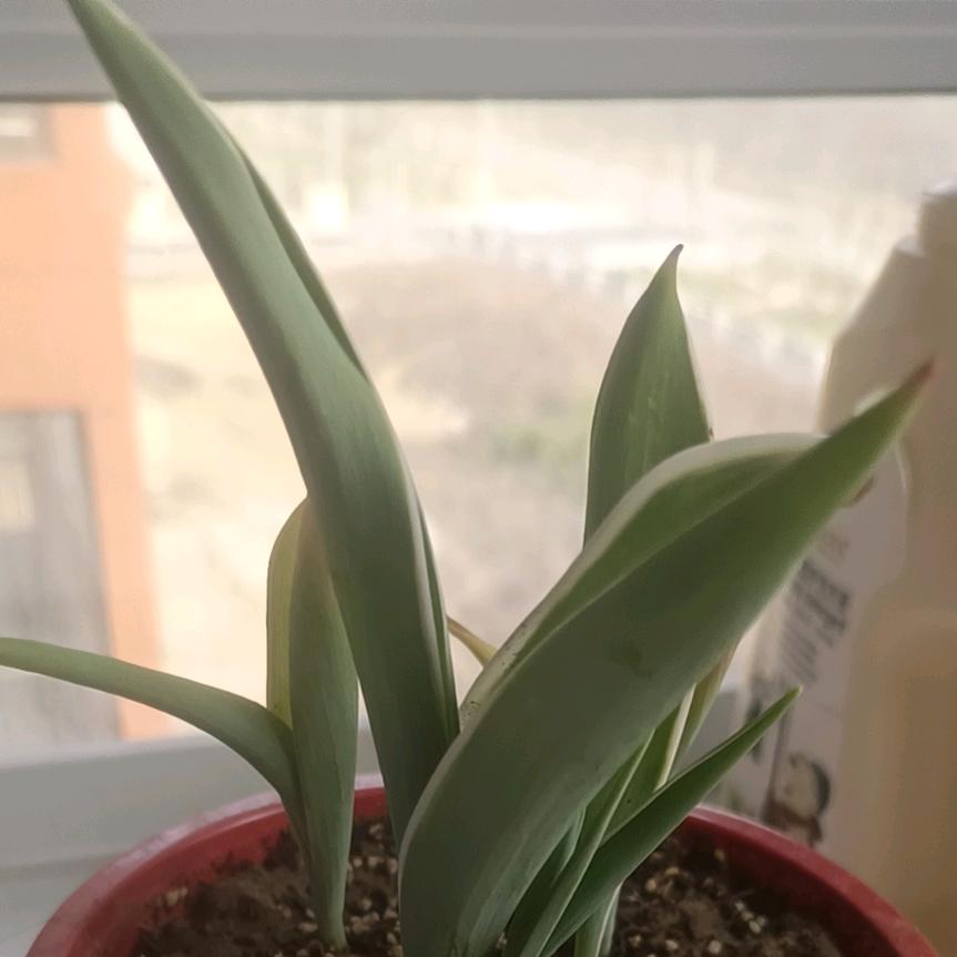 小梦