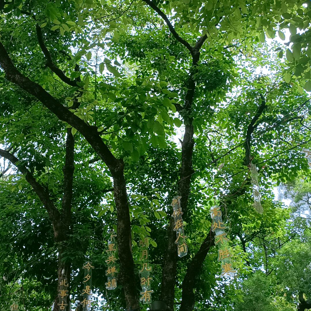 茫茫头像