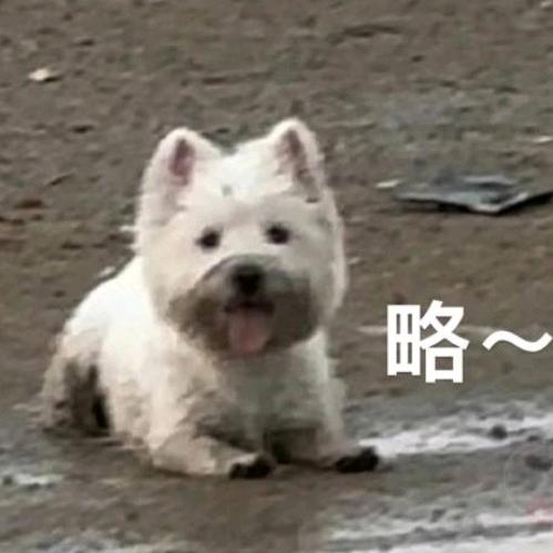 陈住气是绅士
