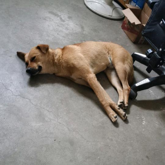 帅气皮蛋的主人