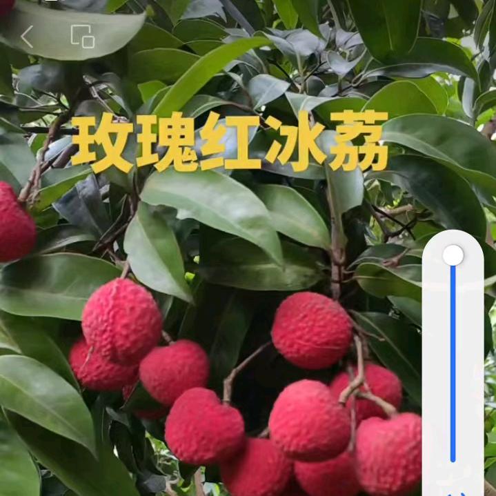 东莞市涌头村曾记果场