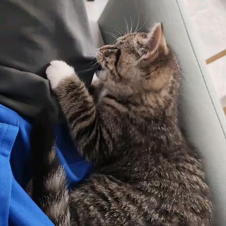胖财