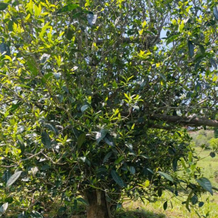 云南勐库古树茶