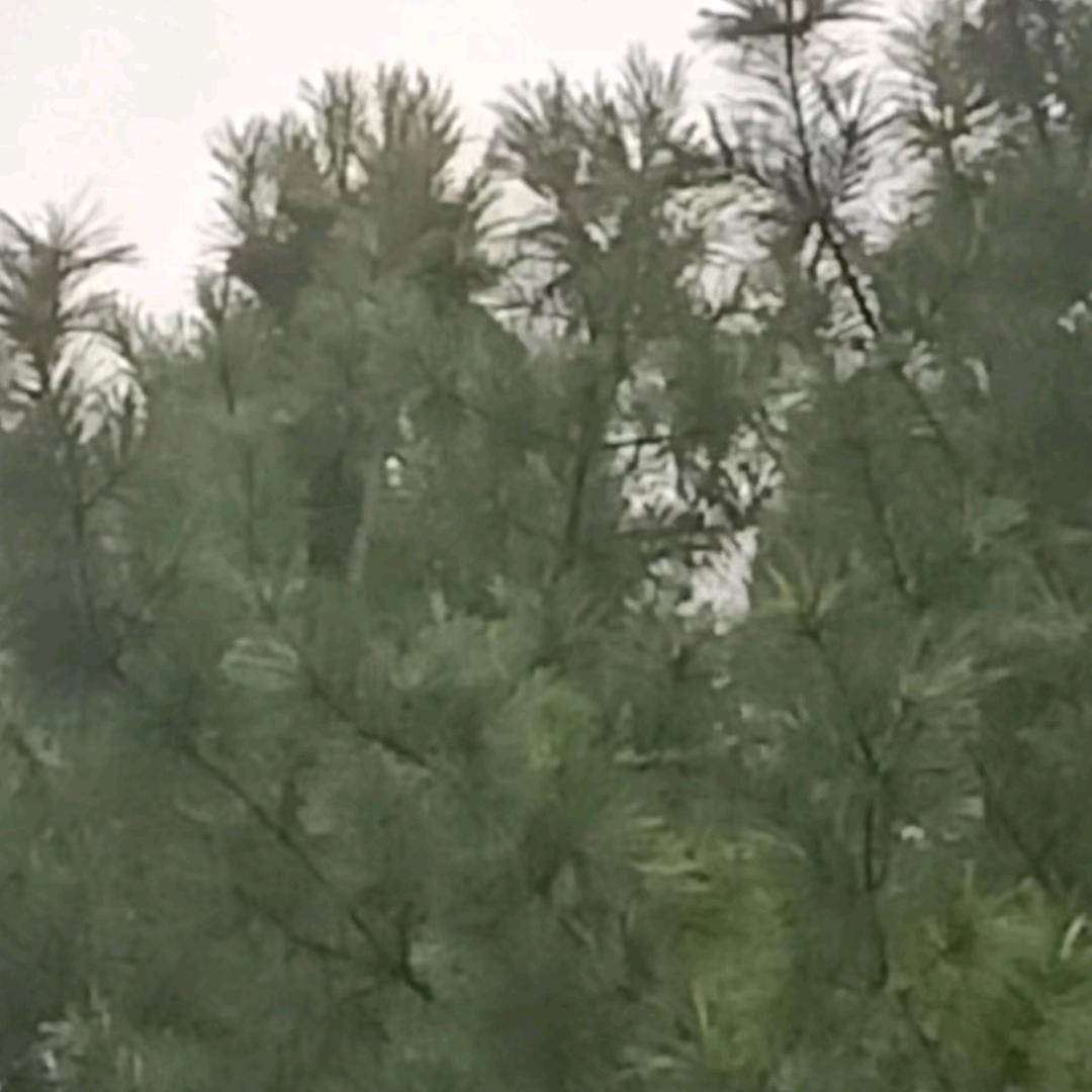 我对你的爱难舍难分