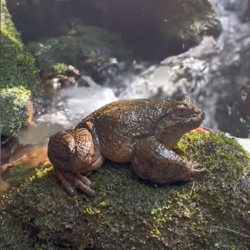 东源石蛙养殖基地