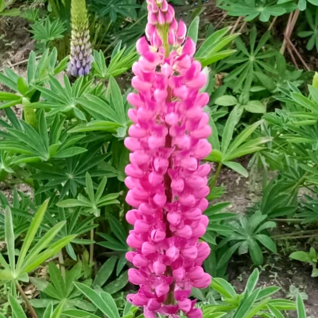 木头疙瘩