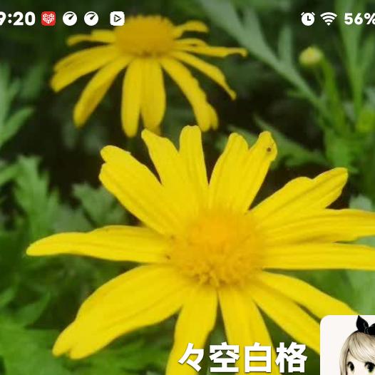 孪生(独立团）