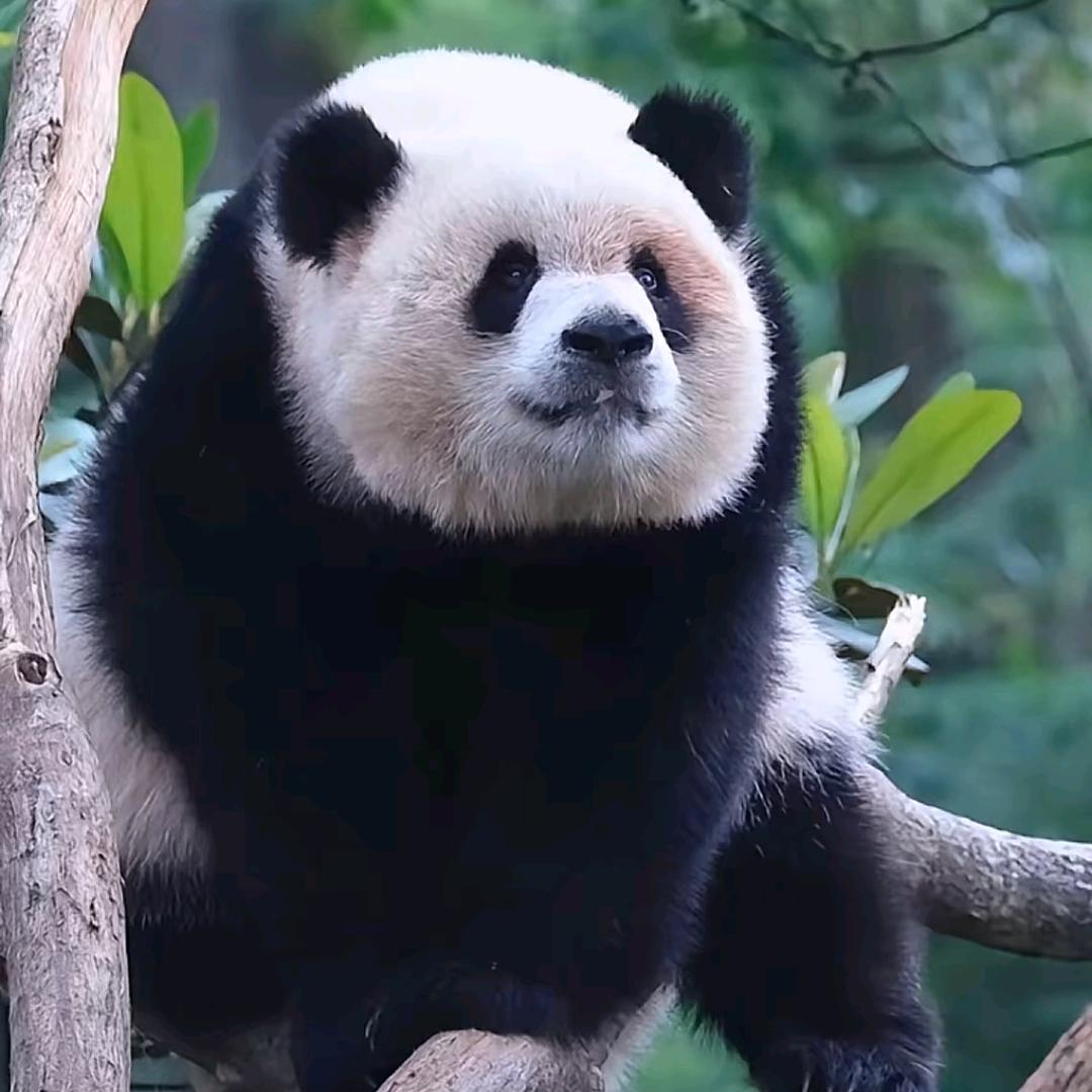萍萍