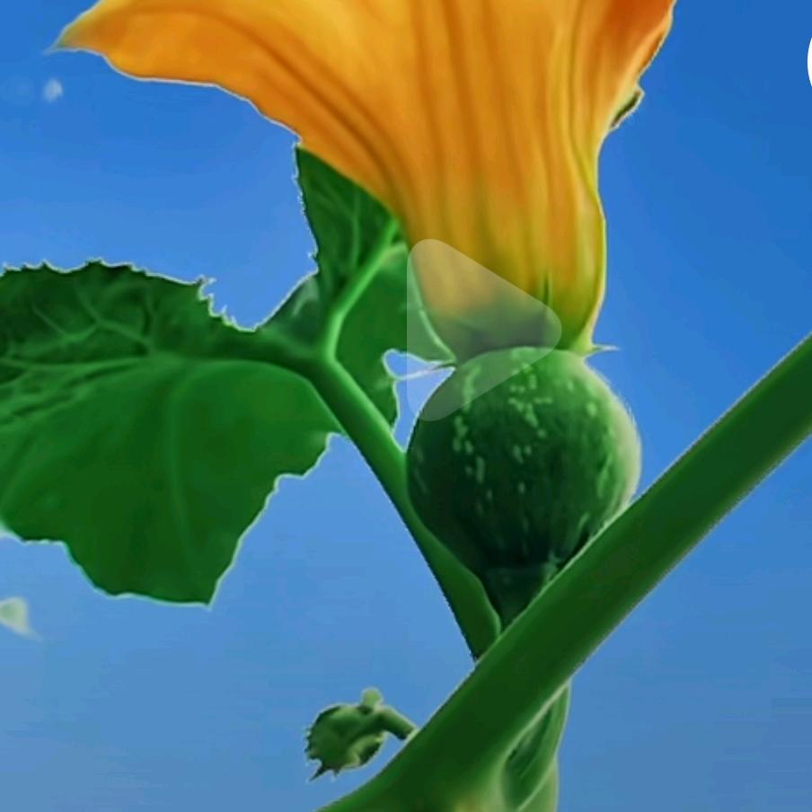 夏远