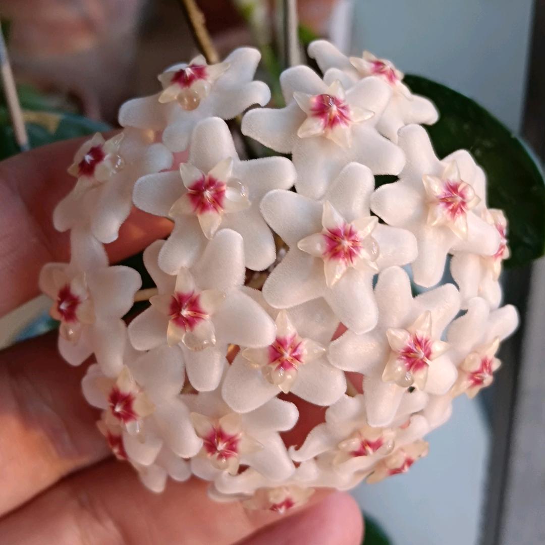 羌仔