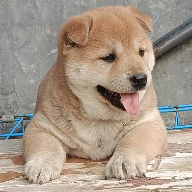 代淘中华田园犬小韦