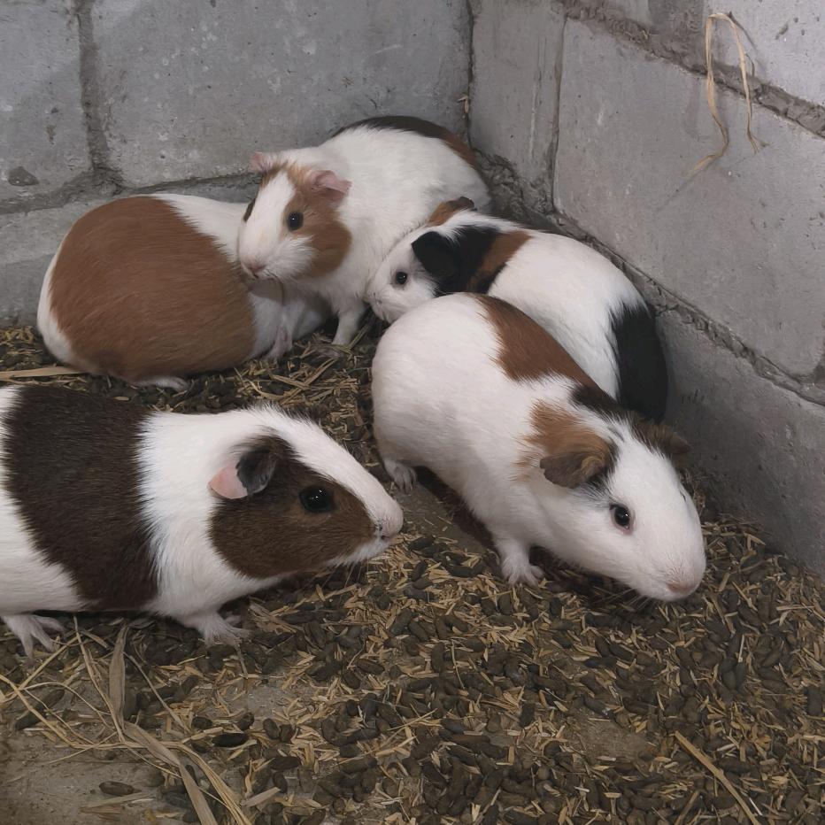 罗甸县边阳远方豚鼠养殖基地