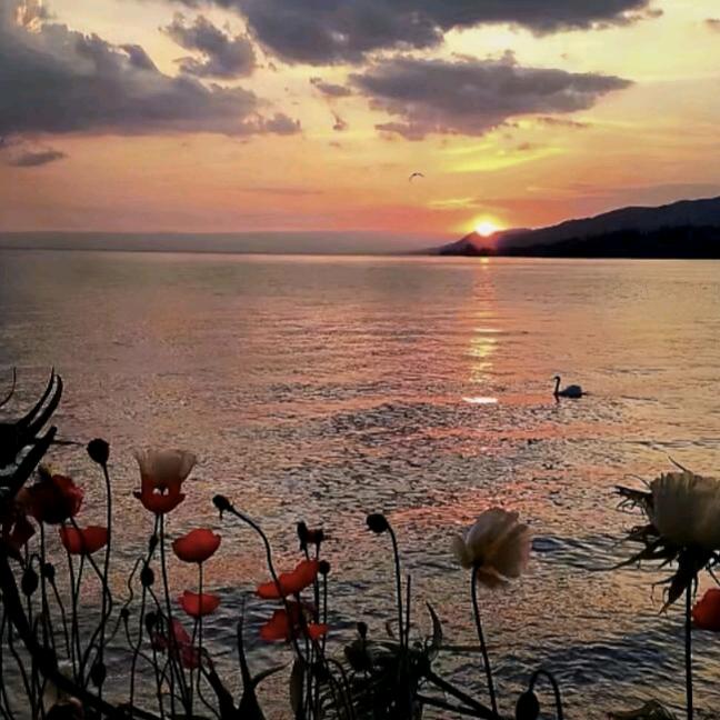 海棠依旧