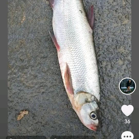 嘉陵区头洞桥中医院对面钓鱼岛