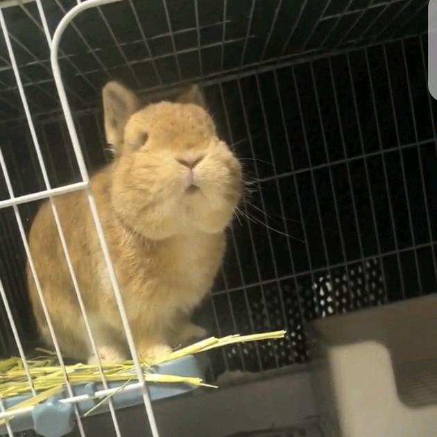 琼儿吖