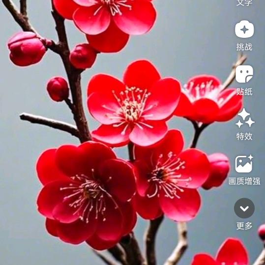 小蜻蜓
