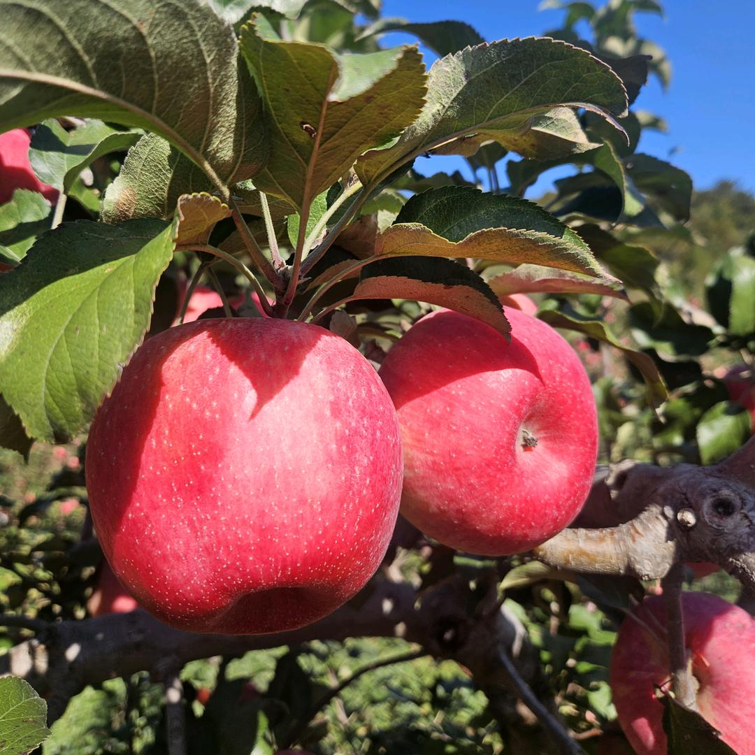 果自由精选山货