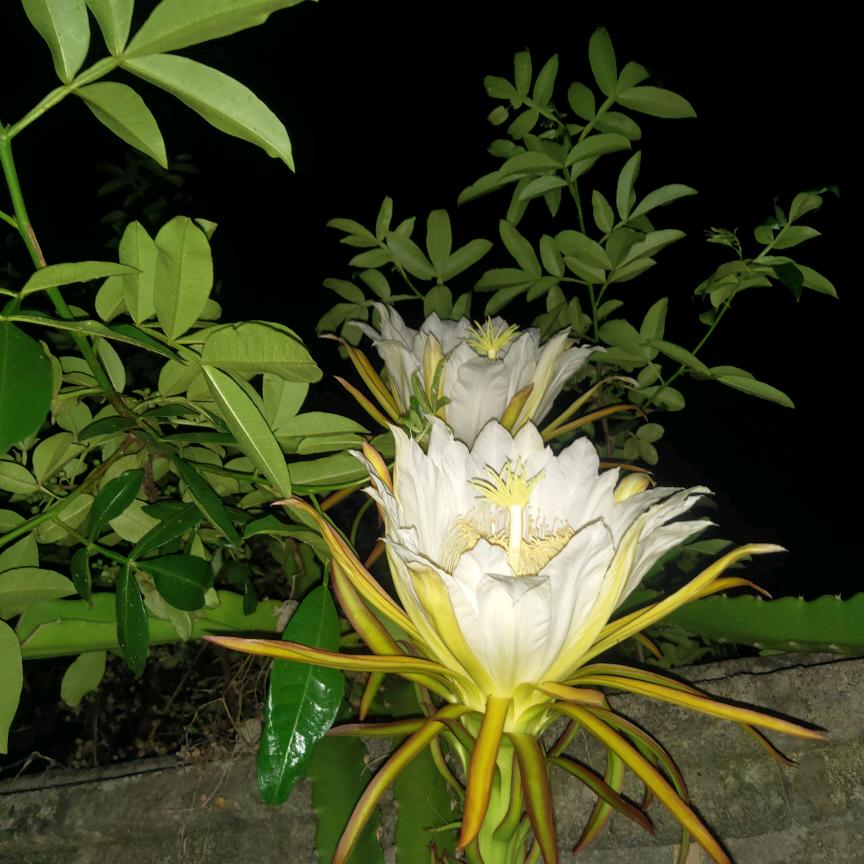 重来