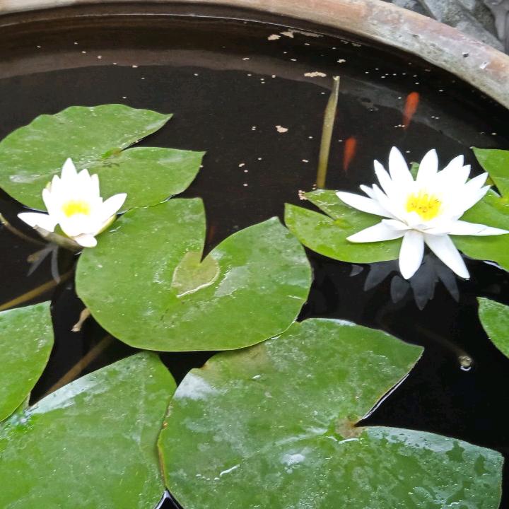 🌹幸运🍀锦鲤🍀