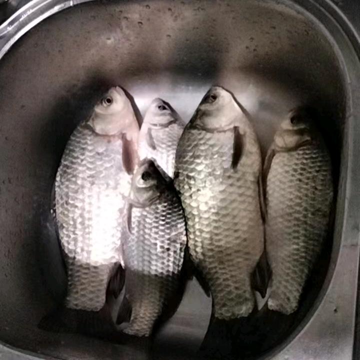 左鲫右鲤