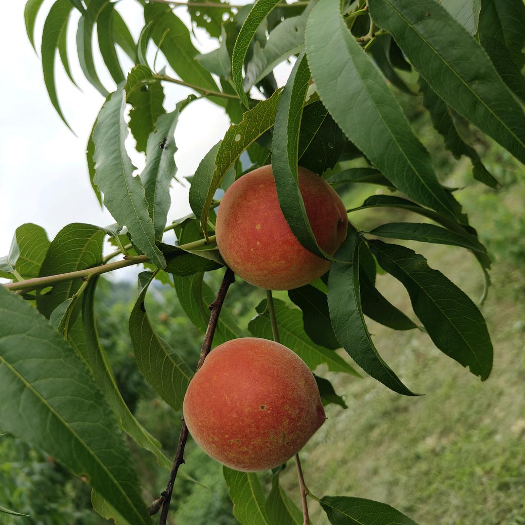 张家界蟠娘生态农业