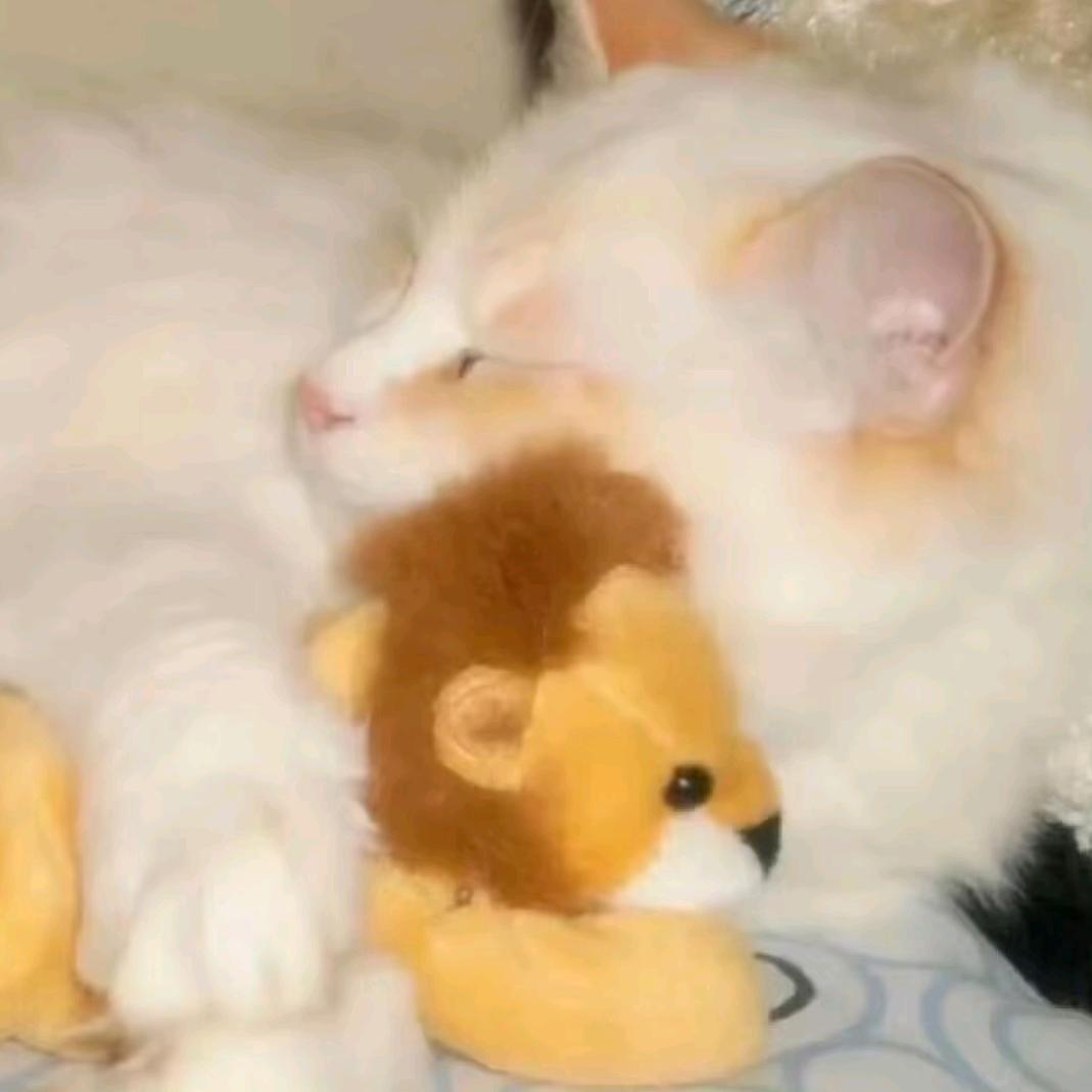 然然大王ᖰ(⸝⸝ì _ í⸝⸝)ᖳ