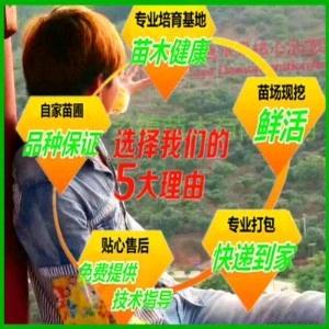 林乡果苗种植场