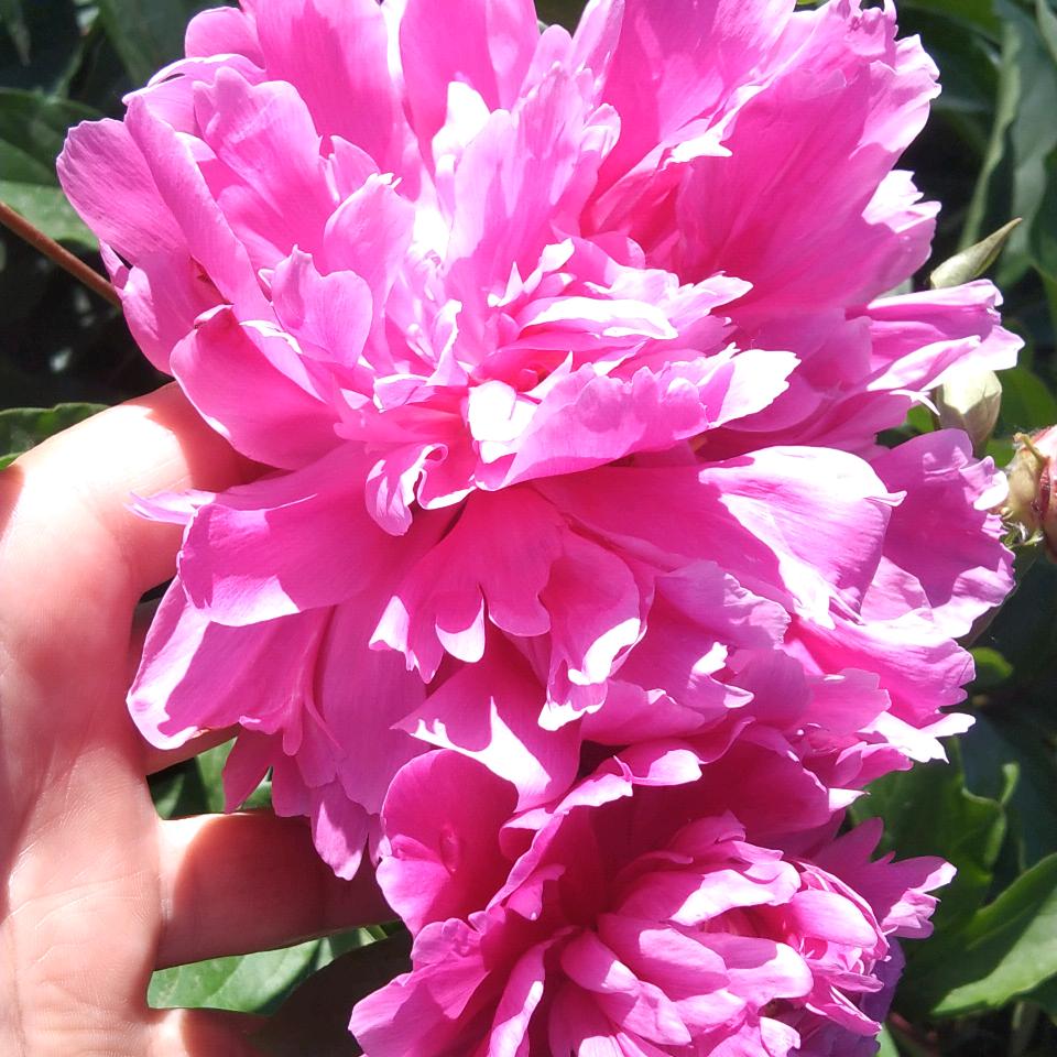 菲尔