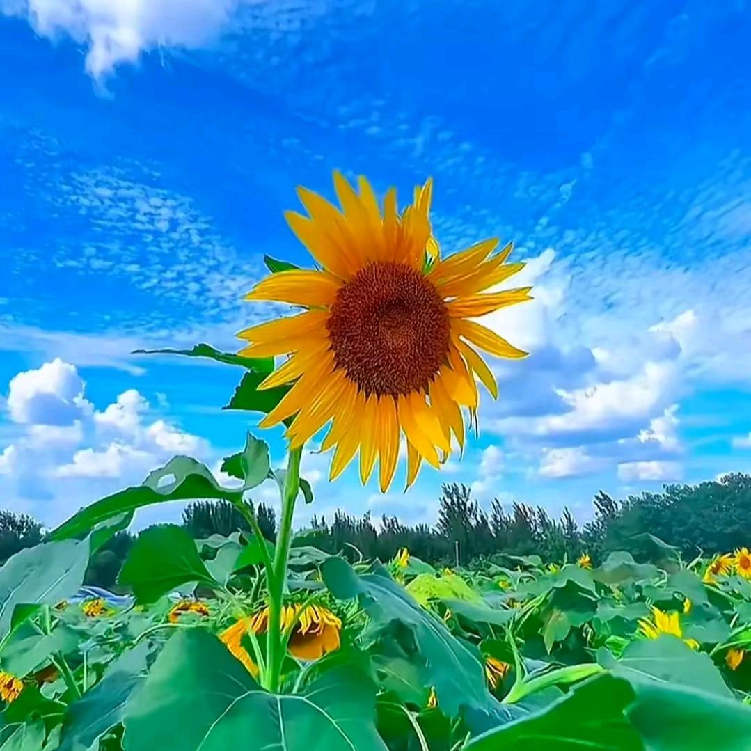 不同凡响