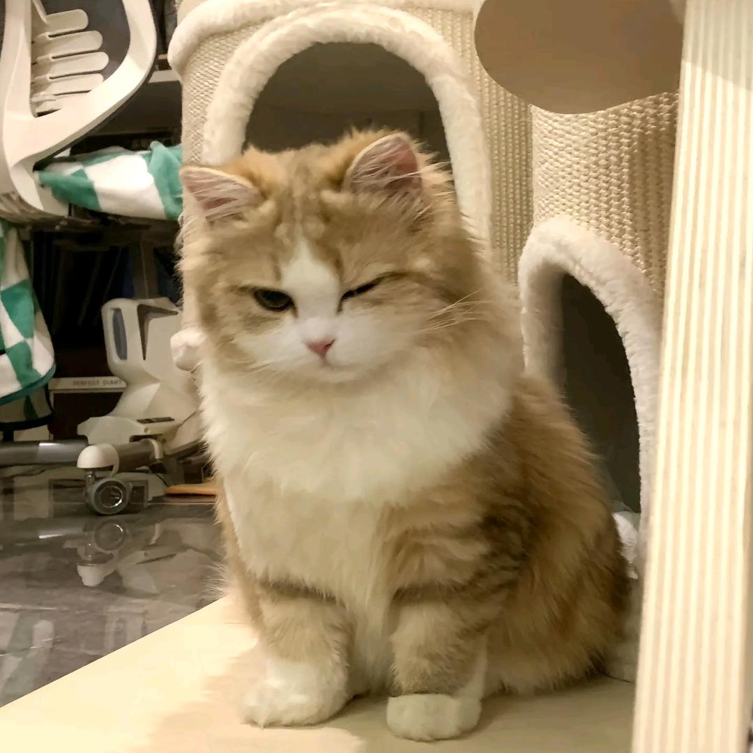 脆山药