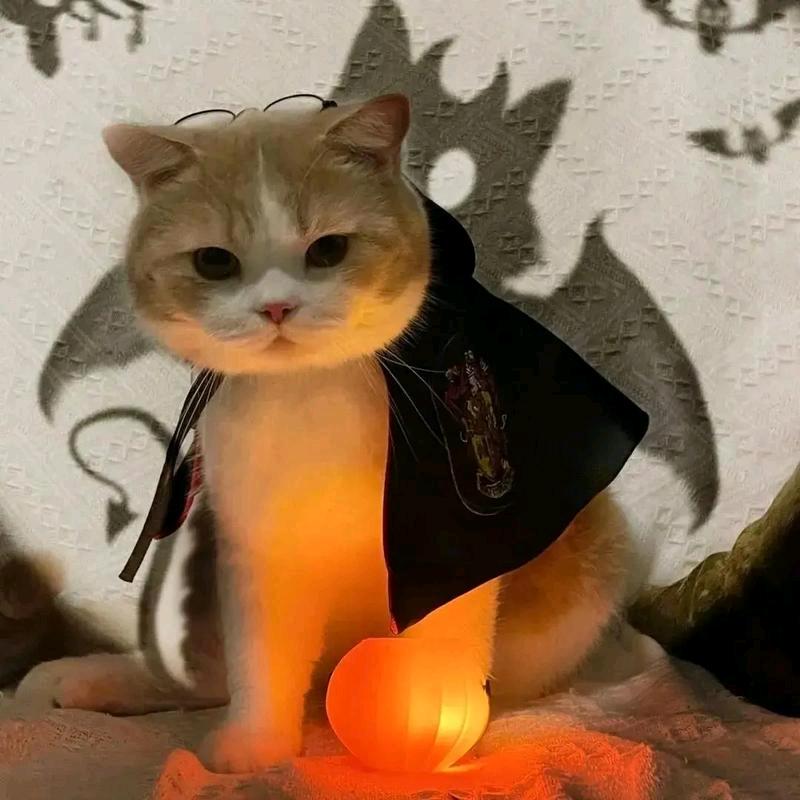 卿弦季鸢