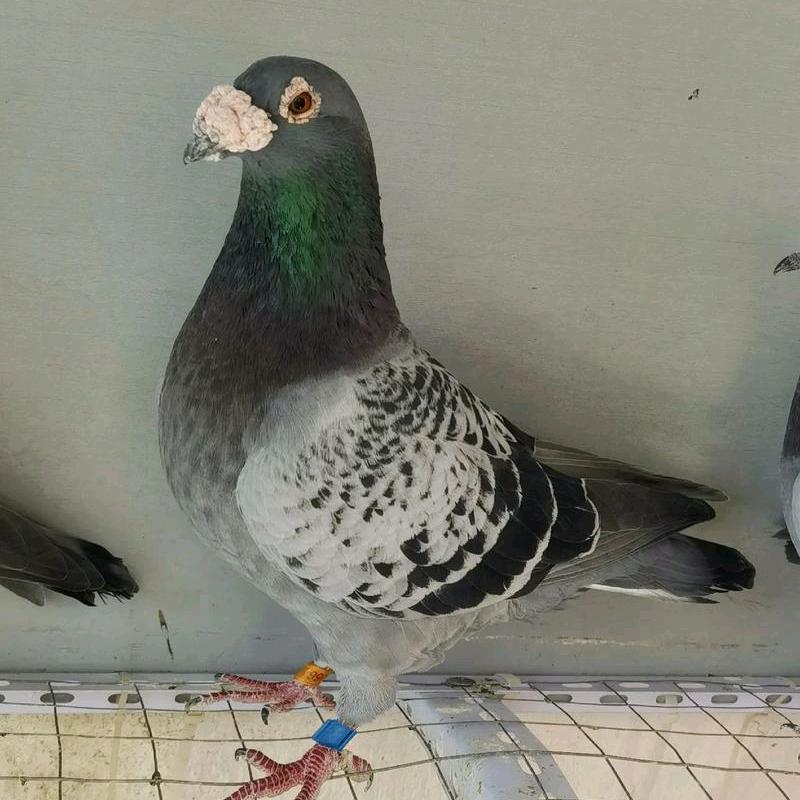 鸽贩子信息传媒