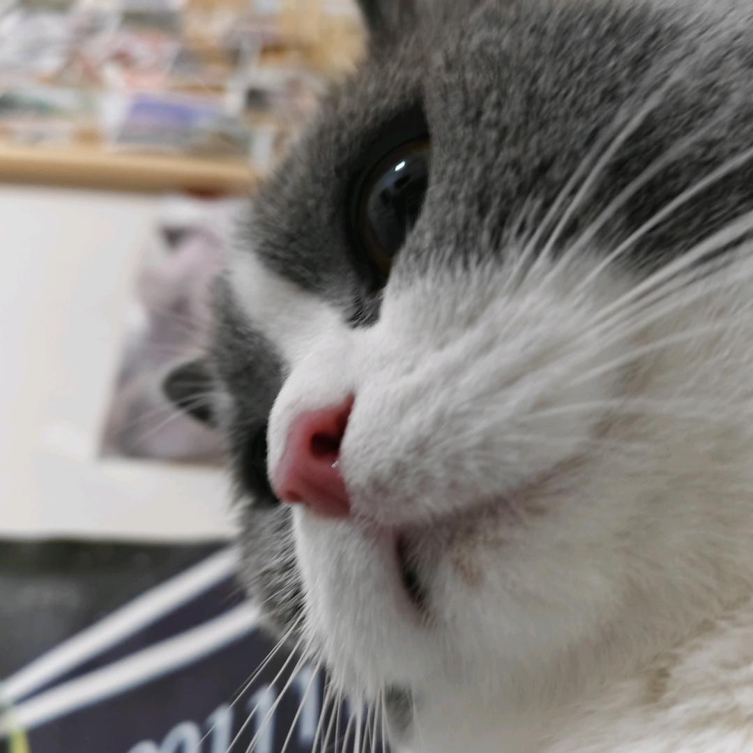 咪咪咪