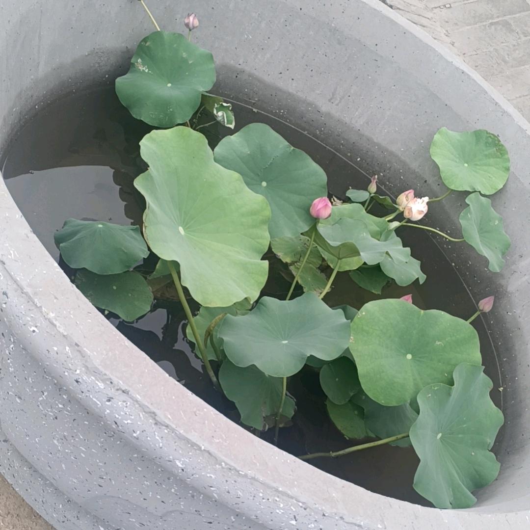 江小白