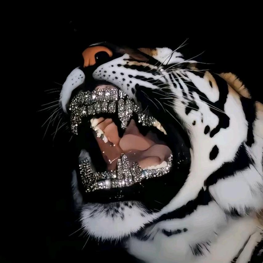 ㅤ︋︋︋︋︋   ㅤㅤㅤㅤ