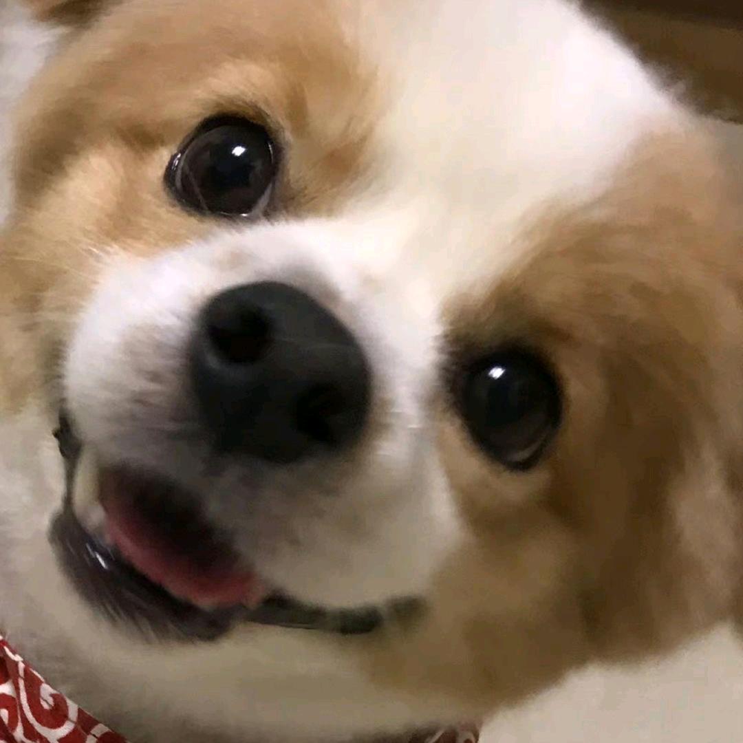 陕西扭扭棒之王👑