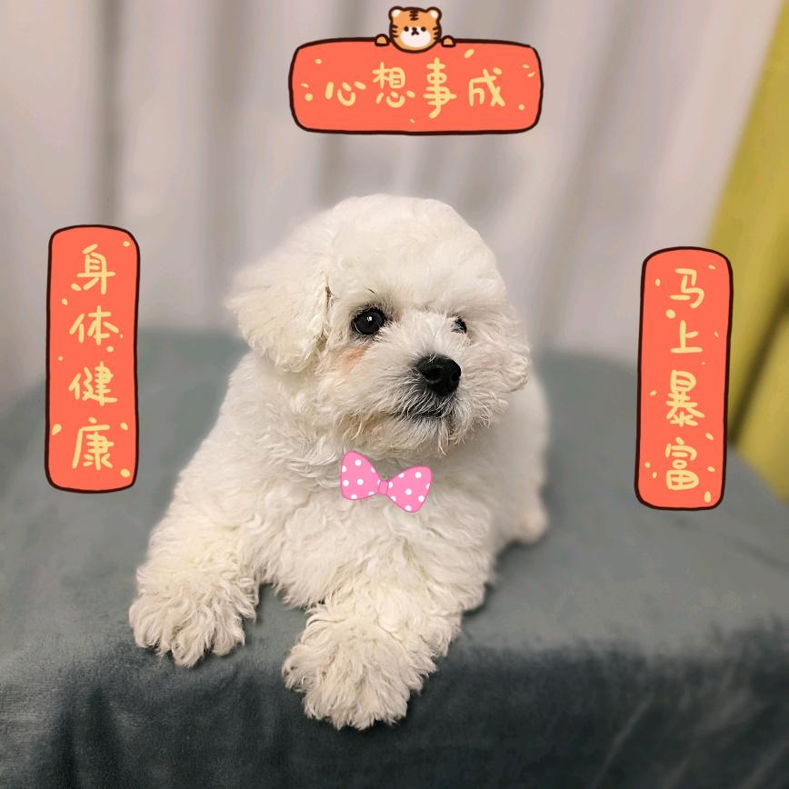 金豆是只小比熊🐾