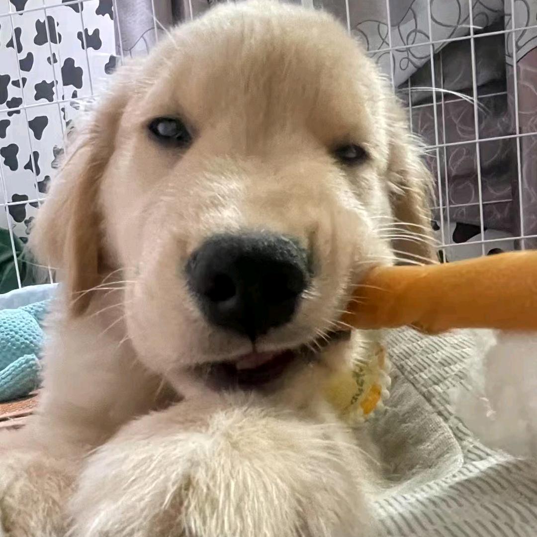 尹桥籁