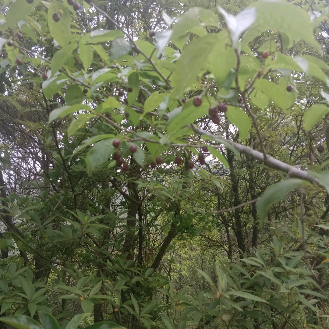 （阳光总在风雨后）
