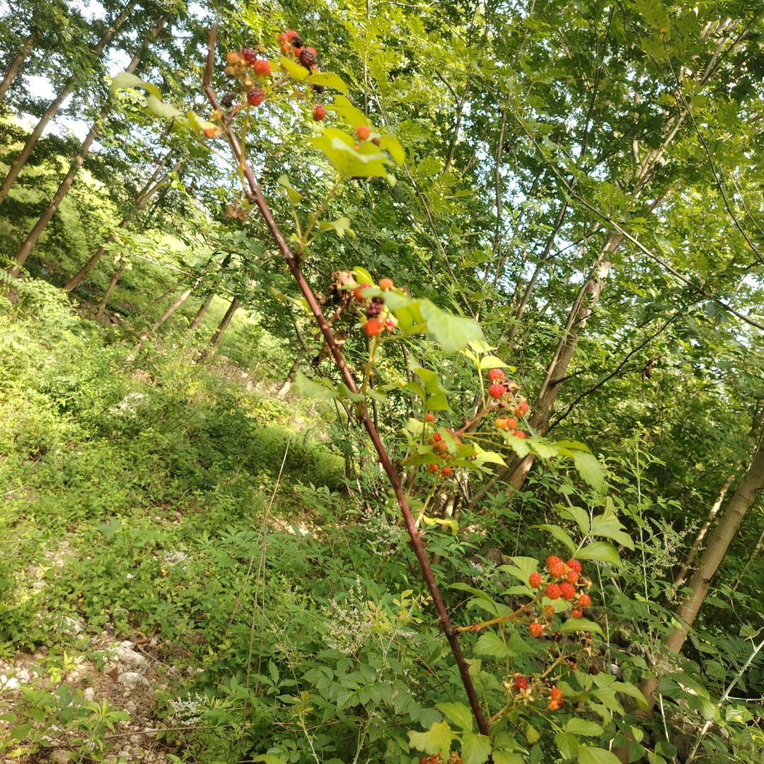 太阳