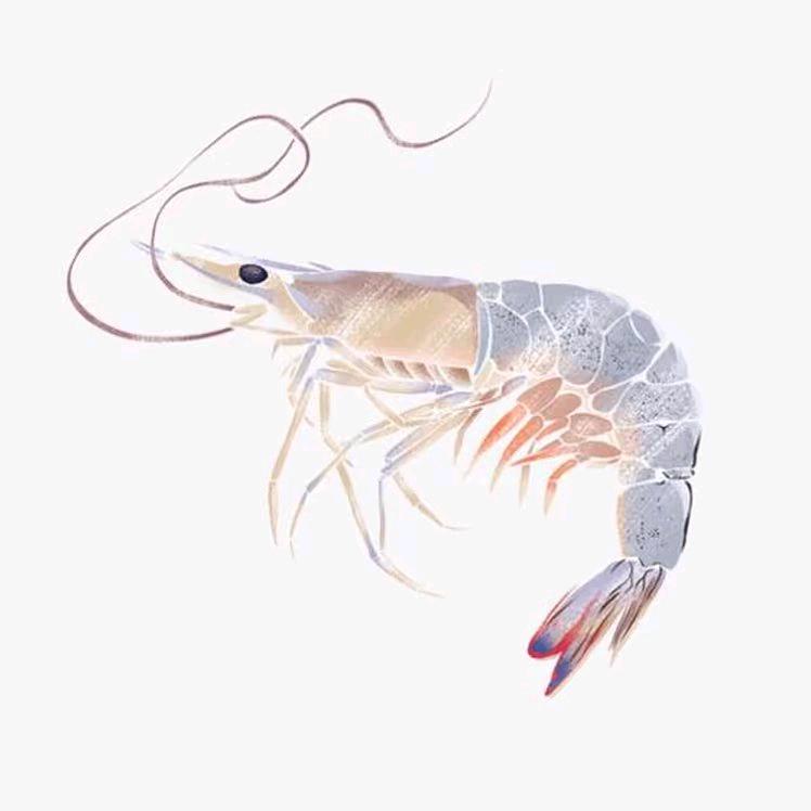 油小虾手绘头像