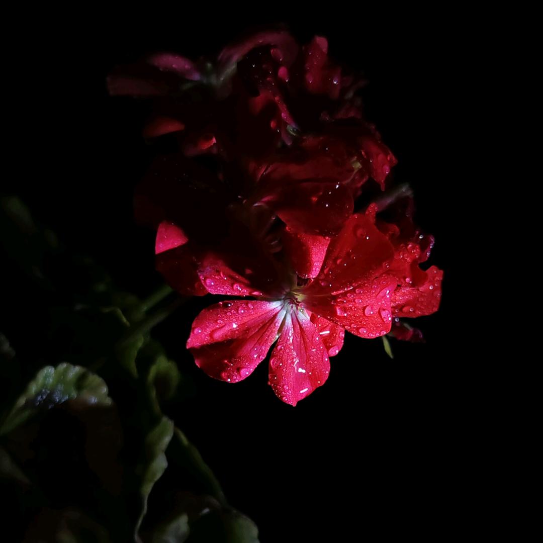 顶级牛马