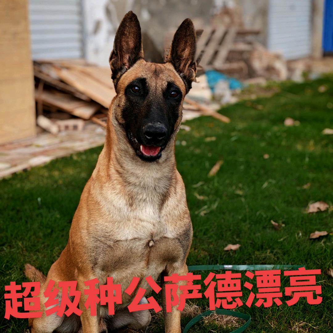 老高专业繁殖双血统马犬基地